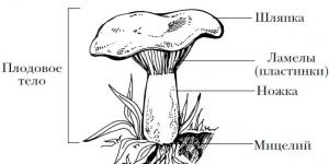 Строение гриба Строение и разнообразие шляпочных грибов